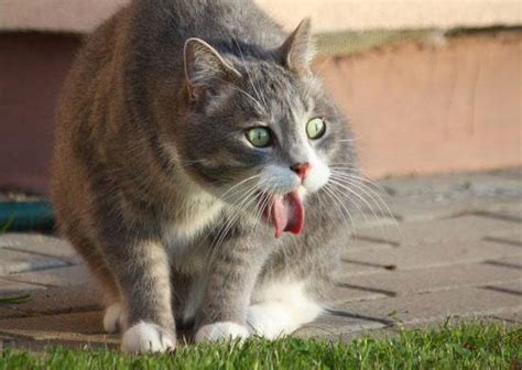 cat keeps licking lips|What You Must Know When Your Cat Keeps Licking Lips.